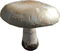 Champiñón silvestre en DayZ - Valores nutricionales y energía
